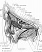 Afbeeldingsresultaten voor Peristedion Anatomie. Grootte: 85 x 104. Bron: etc.usf.edu