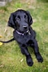 Image result for Flat Coated Retriever. Size: 69 x 104. Source: finansiera.szkatulkaami.pl