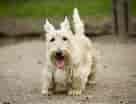 Image result for Skotsk terrier Frisure. Size: 136 x 104. Source: www.omlet.se