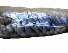 Image result for "bathylagus Euryops". Size: 135 x 104. Source: www.descna.com