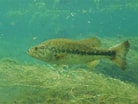 Image result for Micropterus floridanus. Size: 138 x 104. Source: www.inaturalist.org