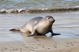 Image result for Seal Species. Size: 157 x 104. Source: californiaworkingfamilies.com