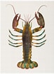 Image result for Homarus americanus Typen. Size: 77 x 104. Source: www.europosters.hu