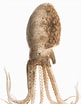 Afbeeldingsresultaten voor Ocythoe tuberculata Geslacht. Grootte: 81 x 104. Bron: www.researchgate.net