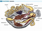 Afbeeldingsresultaten voor Holothuria anatomy. Grootte: 142 x 104. Bron: www.pageconcept.org
