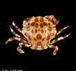 Image result for "lissocarcinus Orbicularis". Size: 111 x 104. Source: www.crustaceology.com