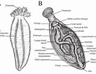 Afbeeldingsresultaten voor Holothuria anatomy. Grootte: 136 x 104. Bron: www.researchgate.net