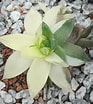 Image result for "rosacea Cymbiformis". Size: 93 x 104. Source: www.reddit.com
