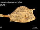 Afbeeldingsresultaten voor "acanthostracion Notacanthus". Grootte: 138 x 104. Bron: fishesofaustralia.net.au