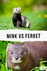 Image result for Mink Ferret. Size: 69 x 104. Source: squeaksandnibbles.com