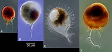 Image result for "euphysetta Elegans". Size: 223 x 104. Source: www.researchgate.net