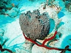 Image result for "ircinia Strobilina". Size: 140 x 104. Source: coralpedia.bio.warwick.ac.uk