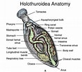 Afbeeldingsresultaten voor Holothuria anatomy. Grootte: 118 x 104. Bron: www.slideserve.com
