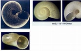 Image result for Skenea serpuloides Anatomie. Size: 166 x 104. Source: www.conchigliedelmediterraneo.it