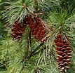 Image result for "aulospathis Pinus". Size: 107 x 104. Source: mgnv.org