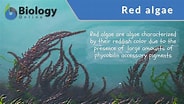 Afbeeldingsresultaten voor Rhodophyta Examples. Grootte: 184 x 104. Bron: www.biologyonline.com