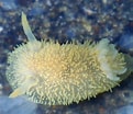 Image result for "onchidoris Pusilla". Size: 121 x 104. Source: alchetron.com