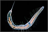 Image result for Parophryotrocha isochaeta Klasse. Size: 157 x 104. Source: spacedodo-and-shrimps.blogspot.com