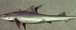 Image result for "mustelus Palumbes". Size: 265 x 104. Source: ncfishes.com