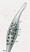 Image result for "litonotus Fasciola". Size: 60 x 104. Source: www.infusoria.org