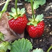 Image result for Strawberry Plants. Size: 105 x 104. Source: www.nature-and-garden.com
