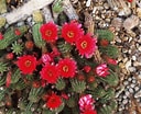 Image result for cactussen soorten. Size: 128 x 104. Source: www.thespruce.com