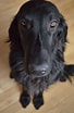 Image result for Flat Coated Retriever. Size: 68 x 104. Source: www.pinterest.se