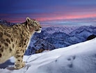 Résultat d’image pour Snow Leopard Photography. Taille: 138 x 104. Source: people.com