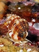 Image result for "nassarius Incrassatus". Size: 79 x 104. Source: wp.seashell-collector.com