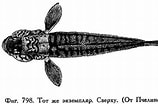 Afbeeldingsresultaten voor "chromogobius Quadrivittatus". Grootte: 158 x 104. Bron: fishbiosystem.ru