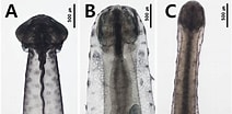 Afbeeldingsresultaten voor Krohnitta subtilis Geslacht. Grootte: 212 x 104. Bron: tb.plazi.org