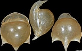 Image result for "cavolinia Globulosa". Size: 167 x 104. Source: www.jaxshells.org