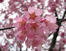 Image result for Cherry Blossom. Size: 135 x 104. Source: www.fanpop.com