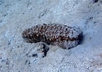 Image result for "holothuria Mexicana". Size: 148 x 104. Source: www.snorkeling-report.com