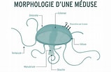 Image result for Polycirrus medusa Geslacht. Size: 159 x 104. Source: www.oceano.org