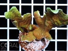 Image result for Pavona cactus. Size: 137 x 104. Source: www.coral.zone