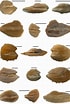 Afbeeldingsresultaten voor Bonapartia pedaliota Geslacht. Grootte: 70 x 104. Bron: www.researchgate.net