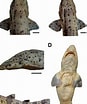 Image result for "scyliorhinus Haeckelii". Size: 87 x 104. Source: www.researchgate.net