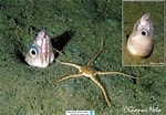 Image result for Echelus myrus Geslacht. Size: 150 x 104. Source: www.meerwasser-lexikon.de