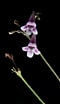 Image result for "cirrholovenia Tetranema". Size: 60 x 104. Source: powo.science.kew.org