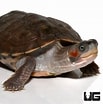 Image result for Indische Dakschildpad. Size: 103 x 104. Source: www.vrogue.co