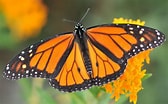 Image result for Butterflies. Size: 168 x 104. Source: capeandislands.org