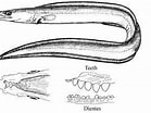 Image result for "cynoponticus Ferox". Size: 139 x 104. Source: www.discoverlife.org