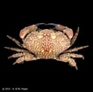 Image result for "lophozozymus Incisus". Size: 105 x 104. Source: www.crustaceology.com