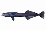 Image result for "remora Osteochir". Size: 158 x 104. Source: fishesofaustralia.net.au