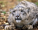 Résultat d’image pour Snow Leopards. Taille: 133 x 104. Source: www.ibtimes.co.uk