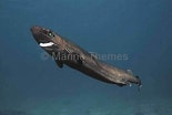 Image result for "centroscymnus Coelolepis". Size: 155 x 104. Source: www.marinethemes.com