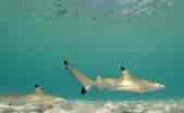 Blacktip Shark Family 的图像结果.大小：169 x 104。 资料来源：www.youtube.com