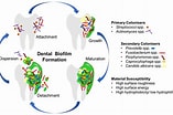 in vitro models for Biocompatibility of Dental Materials के लिए छवि परिणाम. आकार: 157 x 104. स्रोत: www.mdpi.com