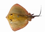 Afbeeldingsresultaten voor "dasyatis Violacea". Grootte: 148 x 104. Bron: www.peces.info
